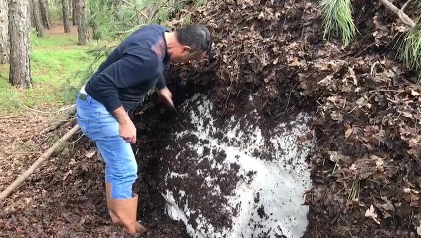 Dağların zirvesinden gelen lezzet! Yaz aylarının vazgeçilmezi tezgaha indi - Resim: 4