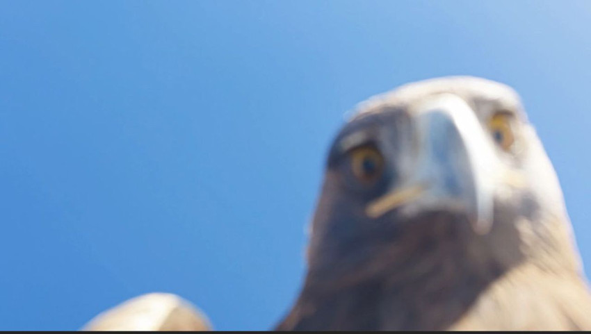 Bu görüntüler Türkiye'den... Dev kartal dronu avladı! Verdiği ''selfie'' pozu herkesi güldürdü - Resim: 4