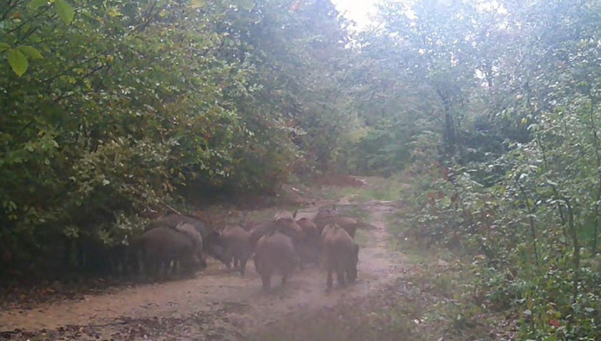 Fabrika işçisi bir gencin ilginç hobisi Türkiye'nin gizemli vahşi hayatını gözler önüne serdi - Resim: 2
