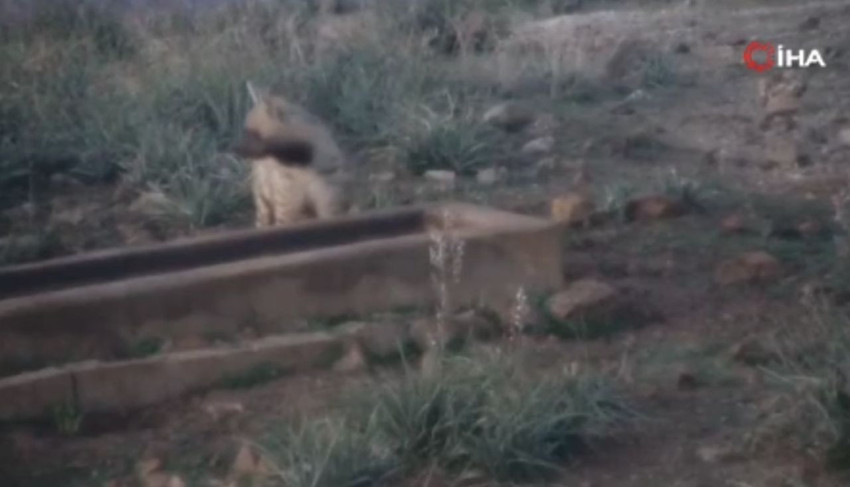 Nesli tehdit altındaki ''Türkiye'nin hayaleti'' çizgili sırtlan kameralara yakalandı - Resim: 4