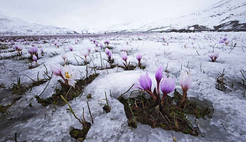 Türkiye'de mevsimlerin dansı gerçek oldu: Yapay zeka değil, Türkiye'nin sihirli doğası... - Resim: 3