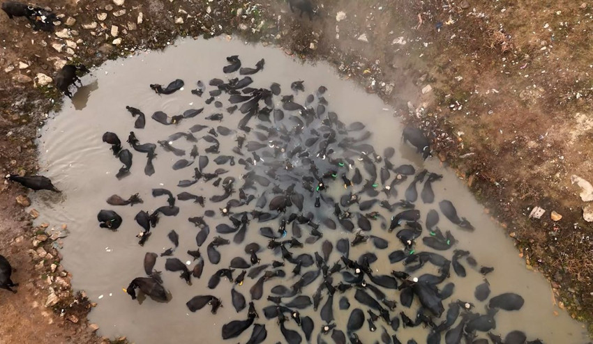 NatGeo Wild belgesellerini hatırlatan bu görüntüler Türkiye'de çekildi... - Resim: 2