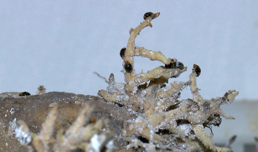 Türkiye'de ormanları ''dumansız yangın''lardan koruyacak ''mikro'' ordu kamerada - Resim: 1