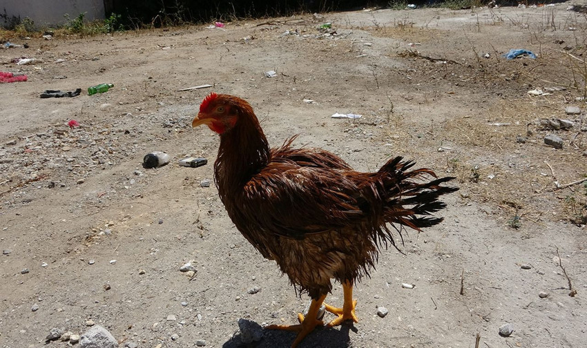 Ana yüreği dayanmadı... Çocuk gibi ağlayan tavuğunu kesmeye kıyamadı - Resim: 4