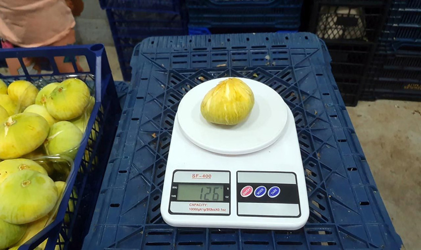 Mersin'in ''beyaz altını'' tanesi 20 TL'den yurt dışına satılıyor - Resim: 4