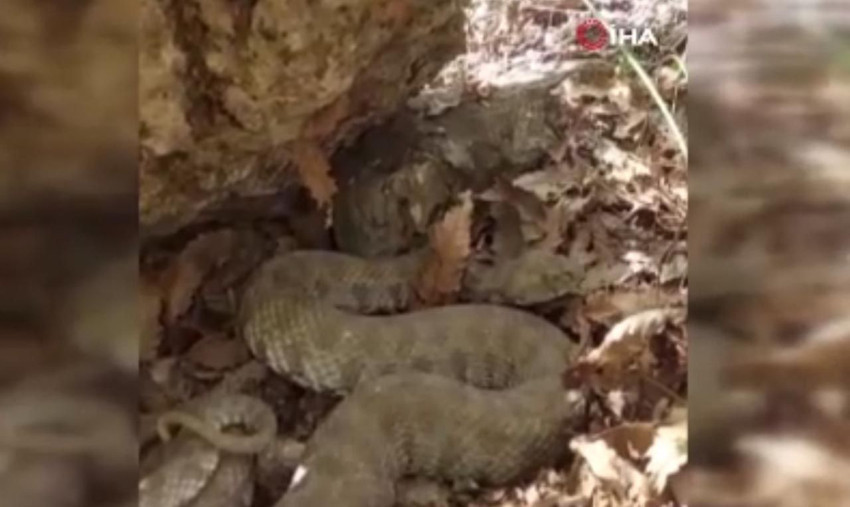 Tek ısırıkla öldürüyor! Türkiye'nin en zehirli yılanıyla burun buruna geldi - Resim: 1