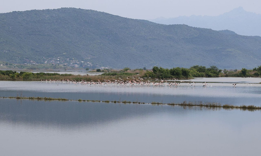 Menderes taştı, tarlalar Türkiye'nin en renkli göçmenlerinin dans pistine döndü! - Resim: 2