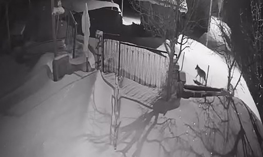 Şavşat’ta korku dolu gece! Aç kalan kurt sürüsü köyü kuşattı: Evlerin kapısına kadar geldiler - Resim: 2