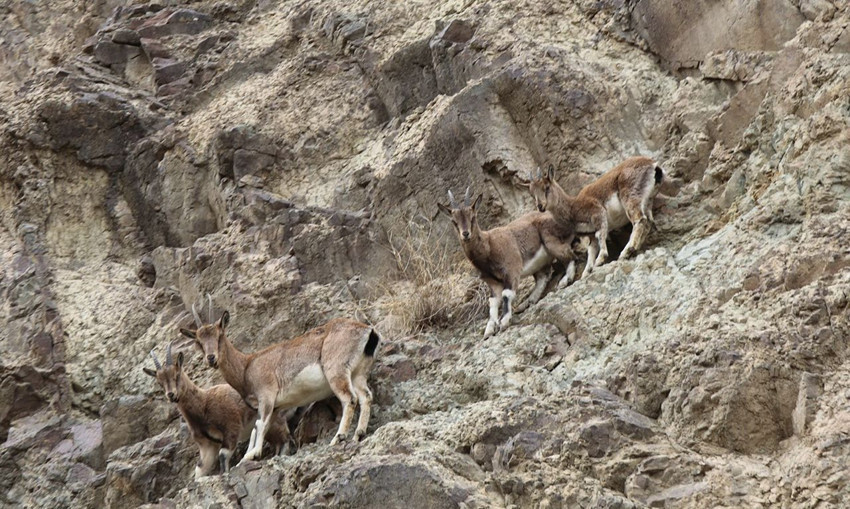 Vurup yaralı halde bırakmışlar... Türkiye'nin en eşsiz canlılarından biri bu halde görüntülendi - Resim: 4
