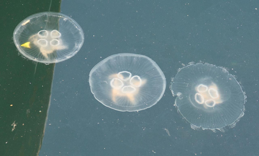 Marmara Denizi'nde müsilajdan sonra yeni kabus! - Resim: 2