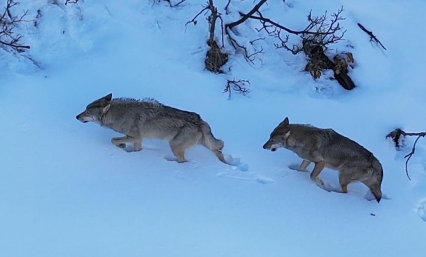 Munzur Vadisi'nin vahşi yırtıcıları dron ile görüntülendi - Resim: 1