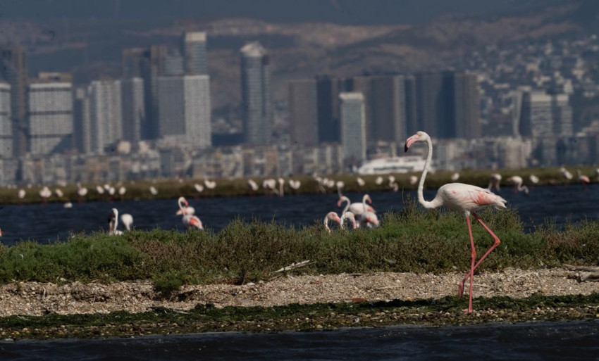 İzmir'de büyüleyen tur: Türkiye'nin en sevimli misafirleriyle yolculuk yapıyorlar - Resim: 3