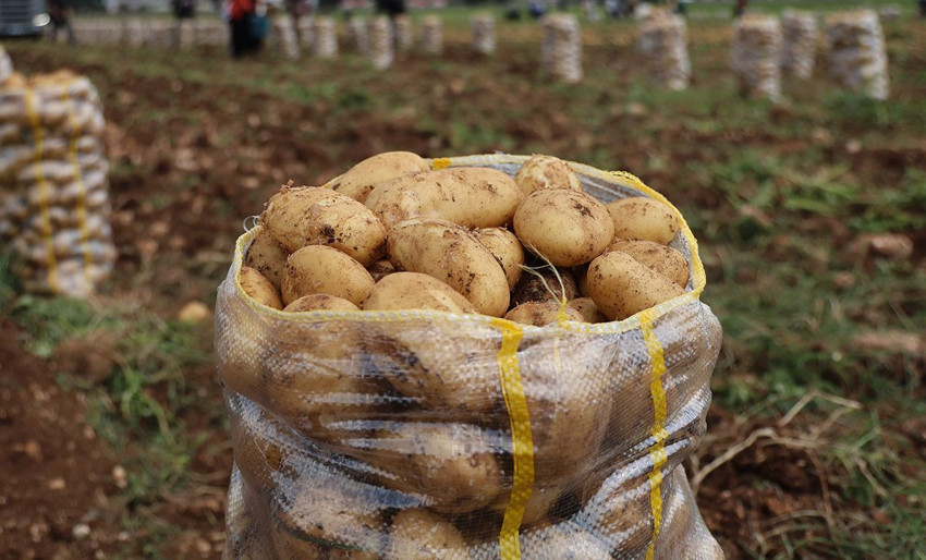 Türkiye'nin yurtdışından getirttiği 2 bin tondan fazla patates ''virüslü'' çıktı - Resim: 1