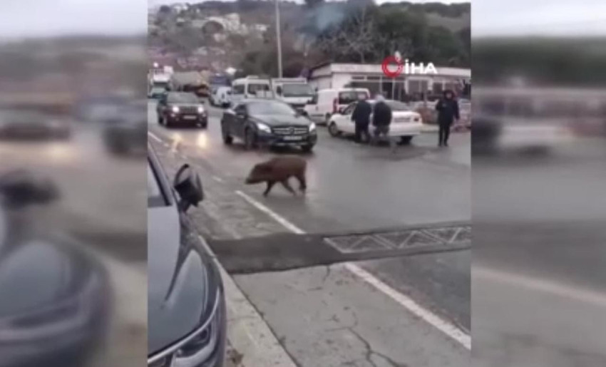 Görüntüler İstanbul'dan: Şehir merkezine indi, trafiği karıştırdı - Resim: 1
