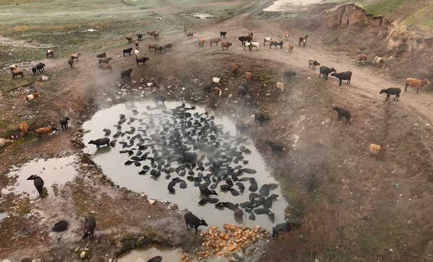 NatGeo Wild belgesellerini hatırlatan bu görüntüler Türkiye'de çekildi... - Resim: 3