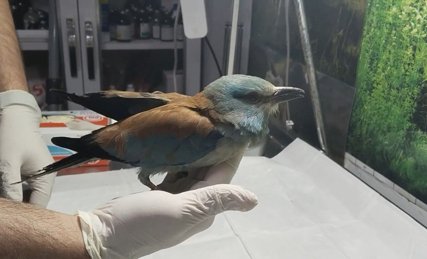 Nesli tükenmekte olan kuş Türkiye'de ortaya çıktı - Resim: 1