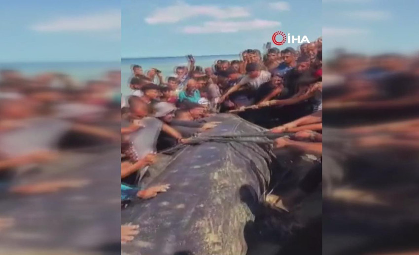 Gazze'de kıyıya vuran 2 tonluk dev şaşkına çevirdi - Resim: 3