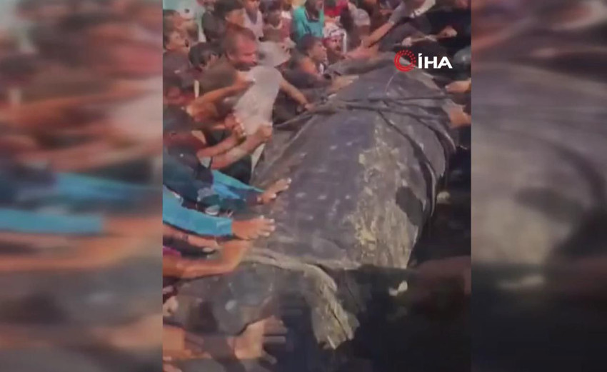 Gazze'de kıyıya vuran 2 tonluk dev şaşkına çevirdi - Resim: 4