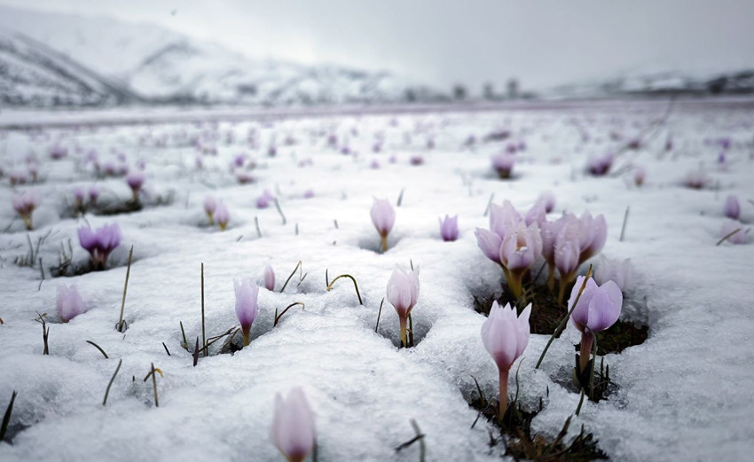 Türkiye'de mevsimlerin dansı gerçek oldu: Yapay zeka değil, Türkiye'nin sihirli doğası... - Resim: 2