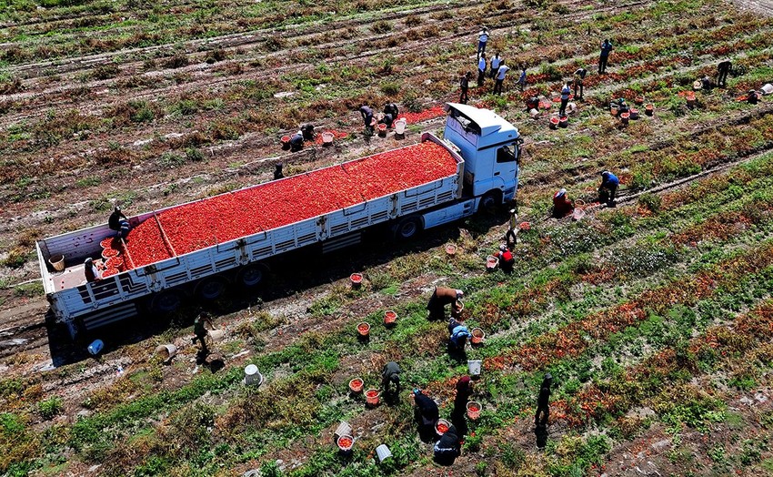 Yaz sofralarının olmazsa olmazı domatesin tarla ve market fiyat farkı ''yok artık'' dedirtti - Resim: 1