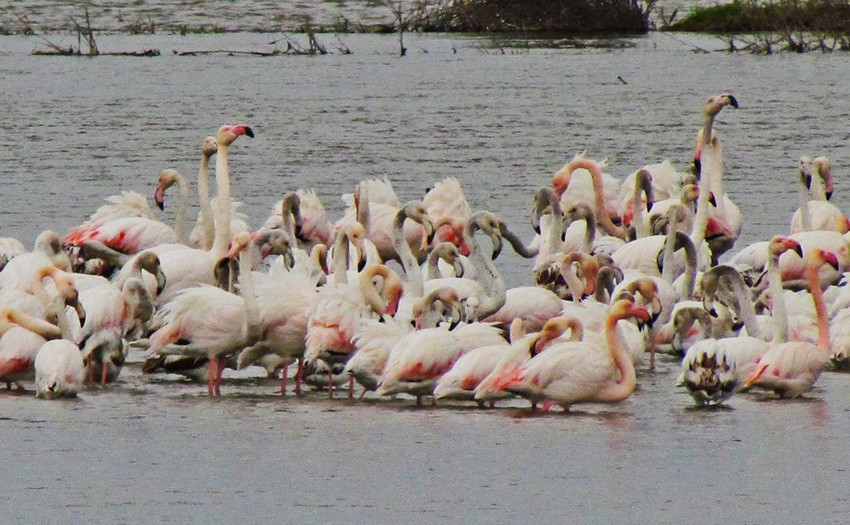 Söke Ovası'nın pembe misafirleri görenleri hayran bıraktı - Resim: 2