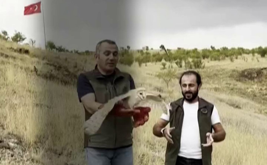 Gecelerin avcısı yeniden yaban hayatına kavuştu - Resim: 3