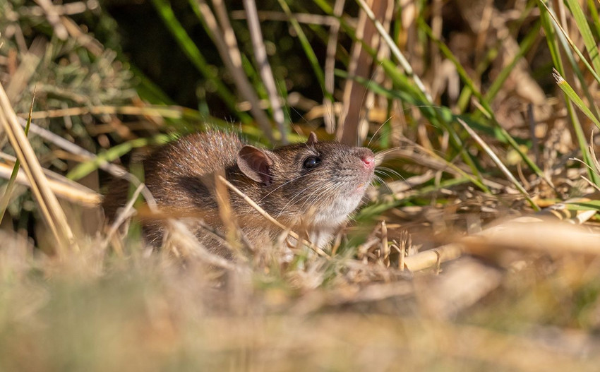 Çin'de yaşayan gizemli canlı Diyarbakır'da görüntülendi - Resim: 3