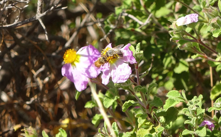 Türkiye'nin şifa deposunda zorlu hasat başladı: Kilosu 1.300 TL'den satılıyor - Resim: 4