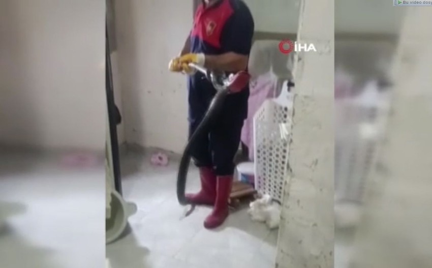 Dev yılanı evde nerede bulup çıkardığını görünce inanamayacaksınız - Resim: 1
