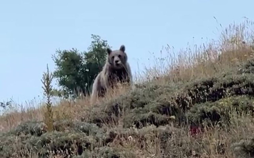 Türkiye'nin vahşi doğasında korku dolu anlar kamerada - Resim: 1