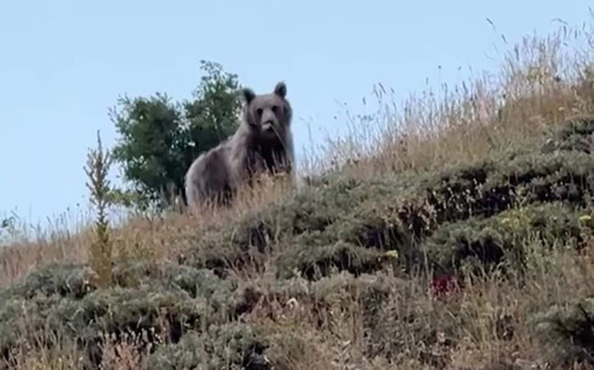 Türkiye'nin vahşi doğasında korku dolu anlar kamerada - Resim: 2