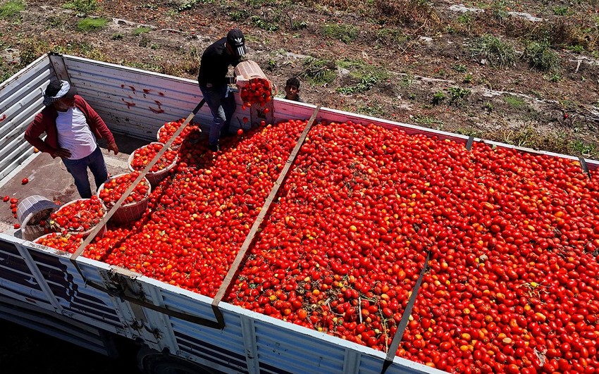 Yaz sofralarının olmazsa olmazı domatesin tarla ve market fiyat farkı ''yok artık'' dedirtti - Resim: 2