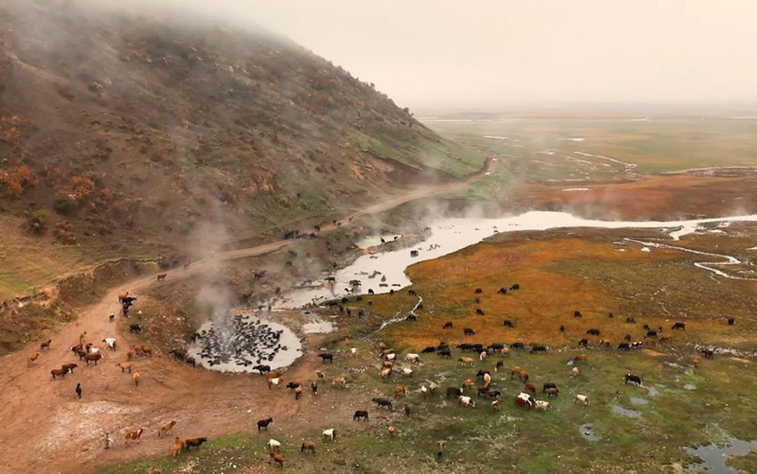 NatGeo Wild belgesellerini hatırlatan bu görüntüler Türkiye'de çekildi... - Resim: 4