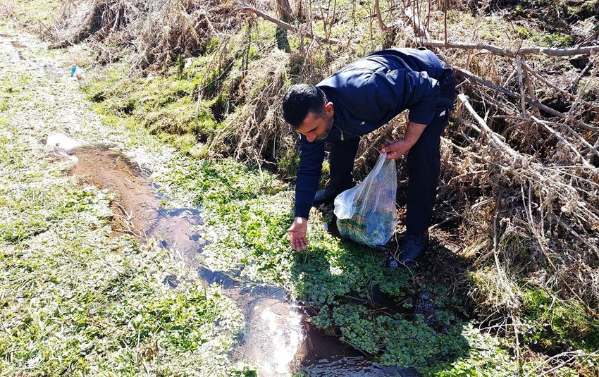 Adı Godumluk, faydaları say say bitmiyor: Marketlerde 60 TL'ye satılıyor, ama onlar doğadan topluyor - Resim: 4