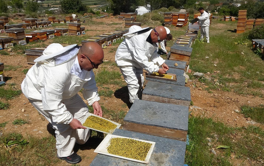 Türkiye'nin şifa deposunda zorlu hasat başladı: Kilosu 1.300 TL'den satılıyor - Resim: 1