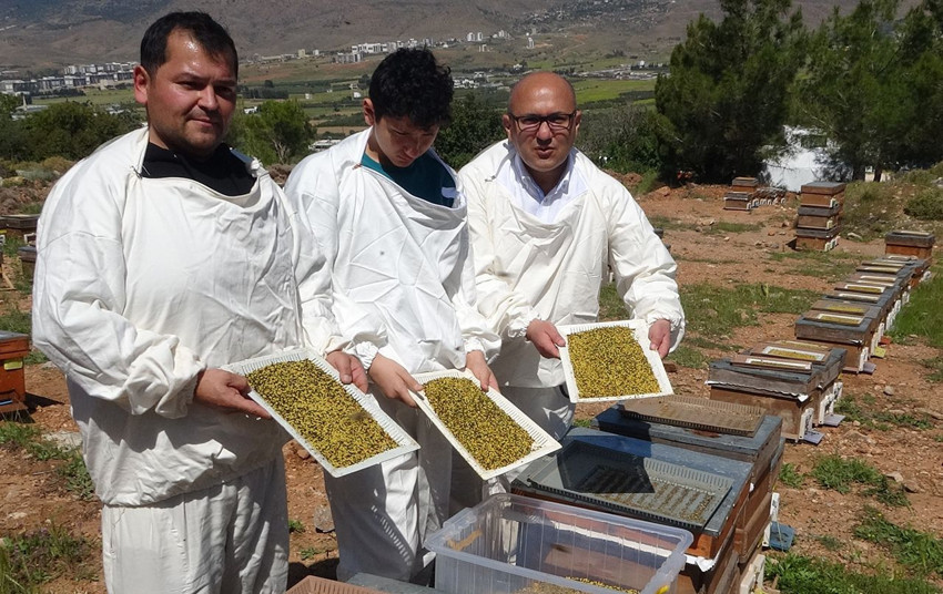 Türkiye'nin şifa deposunda zorlu hasat başladı: Kilosu 1.300 TL'den satılıyor - Resim: 3