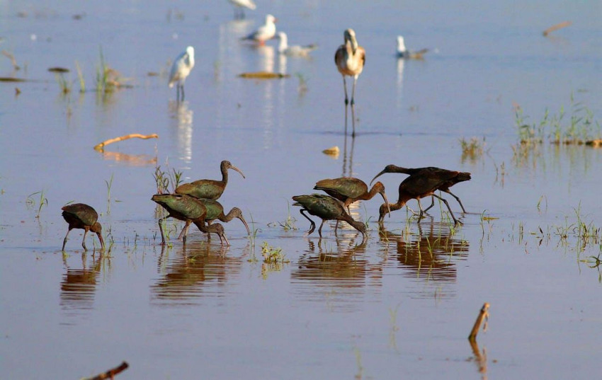 Türkiye'nin bir yeni kuş cenneti daha ortaya çıktı - Resim: 4
