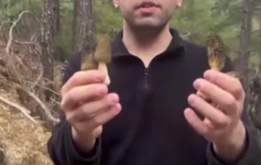 Doğada kendi kendine yetişiyor, tezgahta 1.500 TL'ye satılıyor! Faydaları say say bitmiyor! - Resim: 4