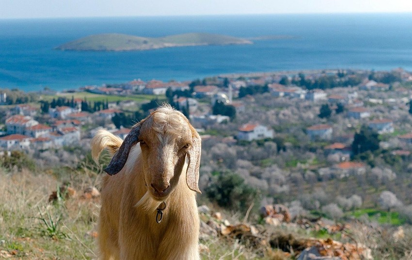 Türkiye'nin tatil cenneti Datça'da karantinaya kararı - Resim: 3