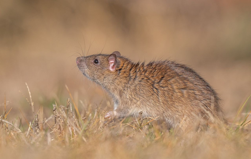 Çin'de yaşayan gizemli canlı Diyarbakır'da görüntülendi - Resim: 1