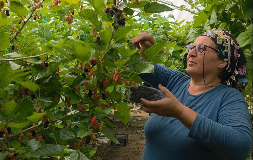 Silifke'de üretiliyor, tüm orta doğuya ihraç ediliyor! - Resim: 3