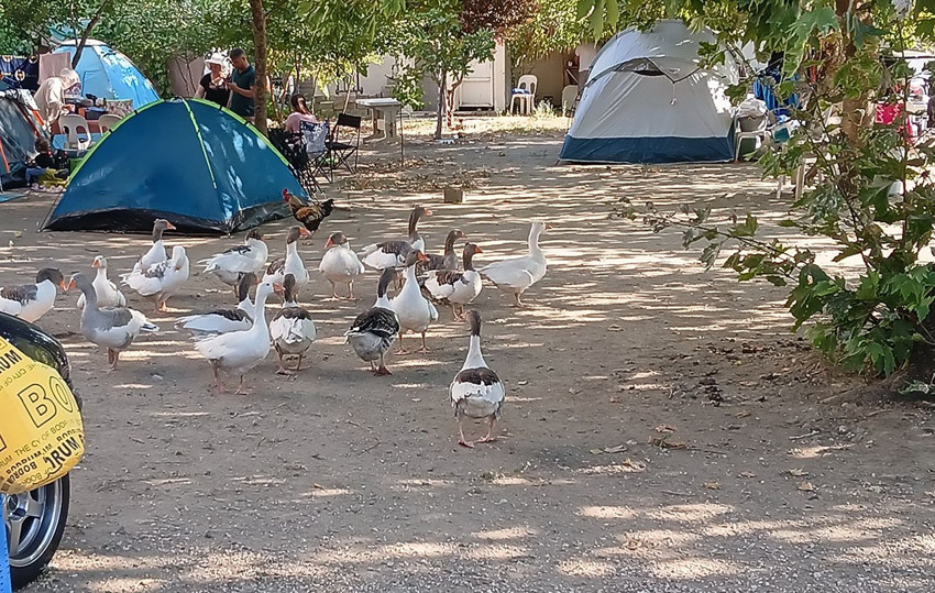 Denize girdikleri için CİMER'e şikayet edilip hapis cezası verilen kazlara şartlı tahliye kararı - Resim: 3
