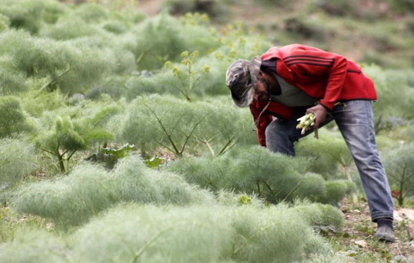 Yaylada yetişen vitamin deposu tezgaha indi: 300 TL'ye satılıyor - Resim: 2