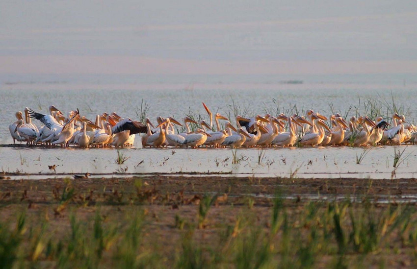 Türkiye'nin bir yeni kuş cenneti daha ortaya çıktı - Resim: 3
