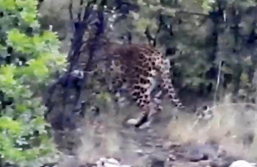 Dağların gizemli yırtıcısı Antalya'da ortaya çıktı - Resim: 1