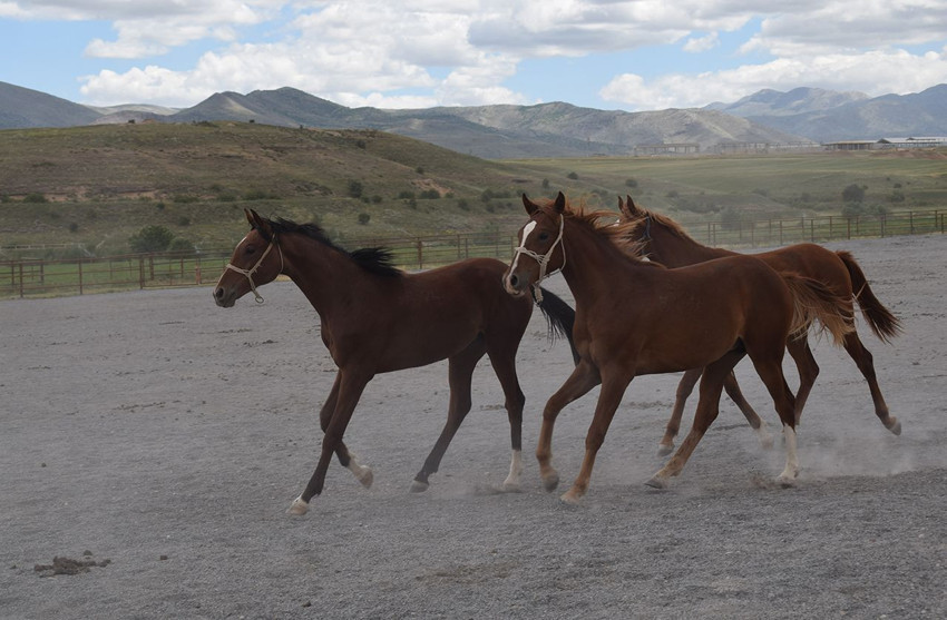 Türkiye'nin milyonluk tayları 4 nala rekor fiyata koşuyor - Resim: 1