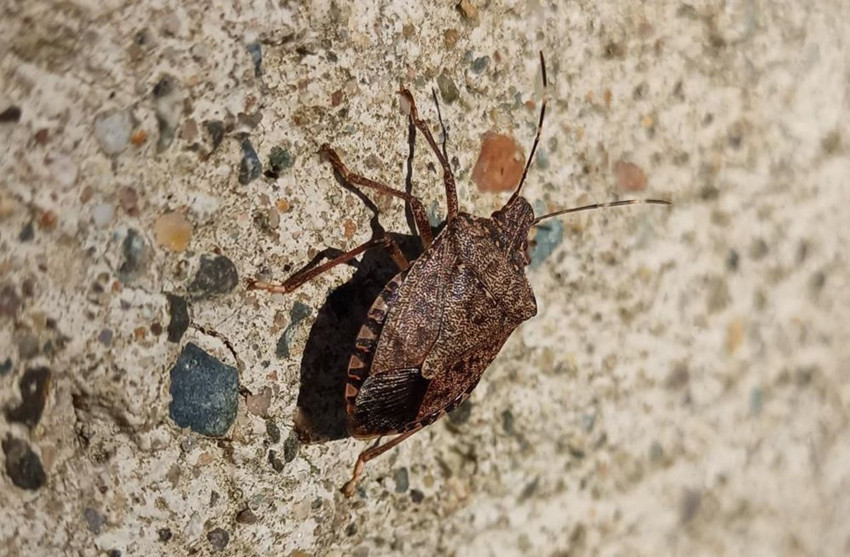 Vatandaşı canından bezdiren istila kamerada: Evlerde, araçlarda her yerde onlar var - Resim: 4