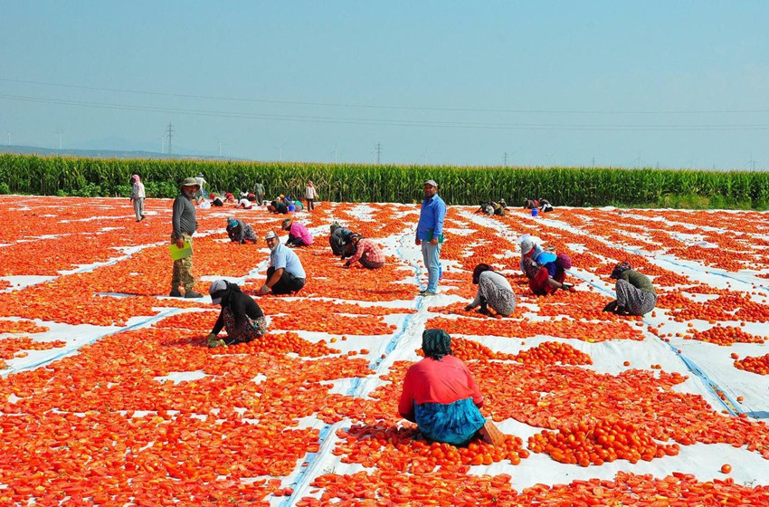 Manisa'dan dünya sofralarına: Güneşte kurutulup, 34 ülkeye ihraç ediliyor - Resim: 1