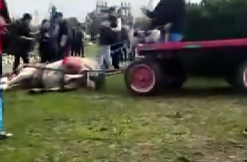 İnfial yaratan dehşet! Atını bayıltana kadar döven caniler hayvan barınağında çalışacak! - Resim: 4