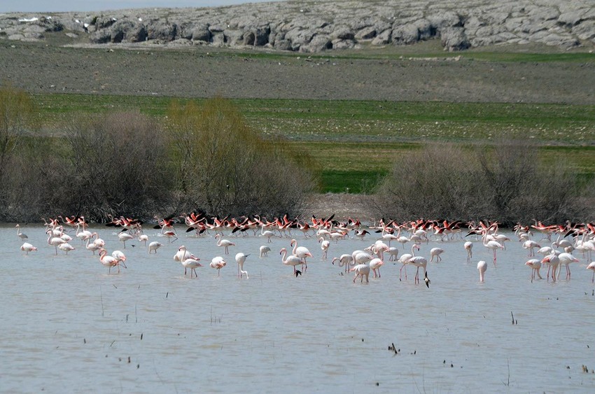 Tuz Gölü'nde ''pembe'' mucize: ''Bu yıl sayıları inanılmaz derecede arttı'' - Resim: 1
